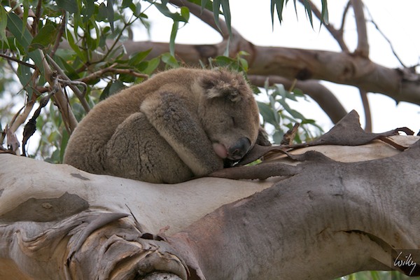 AustraliaEast 10  139